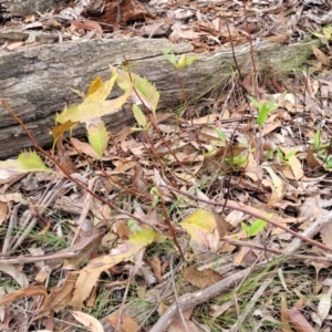 Lomatia ilicifolia at Wombeyan Caves, NSW - 31 May 2023 12:45 PM