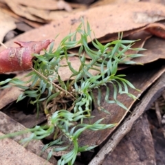 Lomandra obliqua (Twisted Matrush) at Wombeyan Caves, NSW - 31 May 2023 by trevorpreston