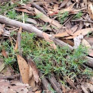 Lomandra obliqua at Wombeyan Caves, NSW - 31 May 2023