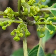 Hedycarya angustifolia at Wombeyan Caves, NSW - 31 May 2023