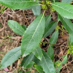 Hedycarya angustifolia at Wombeyan Caves, NSW - 31 May 2023