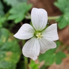 Geranium potentilloides var. potentilloides (Downy Geranium) at Mares Forest National Park - 31 May 2023 by trevorpreston