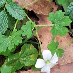 Geranium potentilloides var. potentilloides at Mares Forest National Park - 31 May 2023 12:37 PM