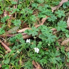 Geranium potentilloides var. potentilloides at Mares Forest National Park - 31 May 2023 12:37 PM