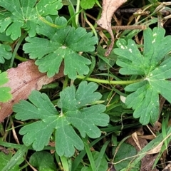 Geranium potentilloides var. potentilloides at Mares Forest National Park - 31 May 2023