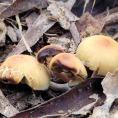 zz agaric (stem; gills not white/cream) at Mares Forest National Park - 31 May 2023 by trevorpreston