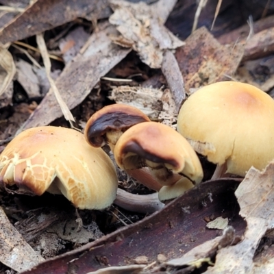 zz agaric (stem; gills not white/cream) at Wombeyan Caves, NSW - 31 May 2023 by trevorpreston