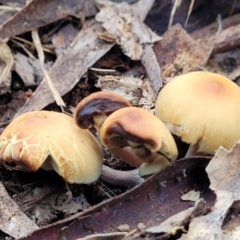 Unidentified Cap on a stem; gills below cap [mushrooms or mushroom-like] at Wombeyan Caves, NSW - 31 May 2023 by trevorpreston