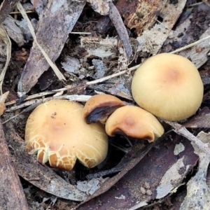 zz agaric (stem; gills not white/cream) at Mares Forest National Park - 31 May 2023 12:34 PM