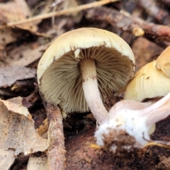 zz agaric (stem; gills not white/cream) at Mares Forest National Park - 31 May 2023