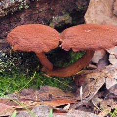 Gymnopilus sp. (Gymnopilus) at Wombeyan Caves, NSW - 31 May 2023 by trevorpreston