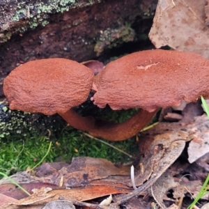 Gymnopilus sp. at Mares Forest National Park - 31 May 2023