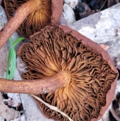 Gymnopilus sp. at Mares Forest National Park - 31 May 2023