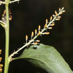 Daviesia latifolia at Nadgee, NSW - 25 Sep 2022