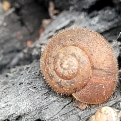 Austrochloritis kanangra (Jenolan Caves Bristle Snail) at Mares Forest National Park - 31 May 2023 by trevorpreston
