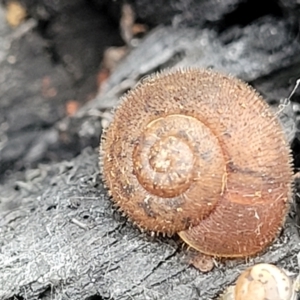 Austrochloritis kanangra at Wombeyan Caves, NSW - 31 May 2023