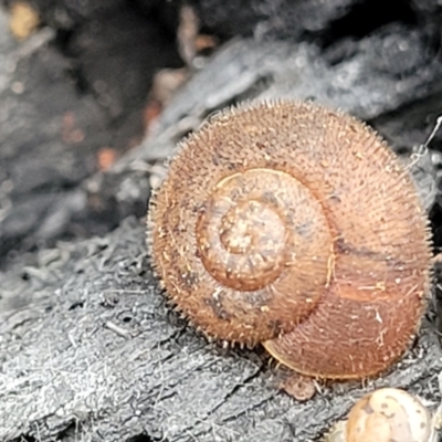 Austrochloritis kanangra (Jenolan Caves Bristle Snail) at Mares Forest National Park - 31 May 2023 by trevorpreston