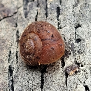 Austrochloritis kanangra at Wombeyan Caves, NSW - 31 May 2023