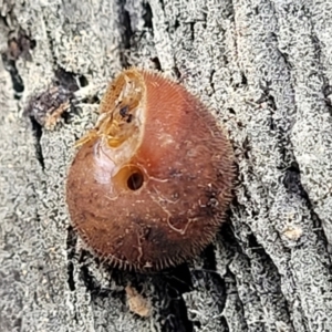 Austrochloritis kanangra at Wombeyan Caves, NSW - 31 May 2023 12:27 PM