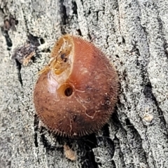 Austrochloritis kanangra at Wombeyan Caves, NSW - 31 May 2023