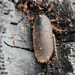 Molytria perplexa (Bark Cockroach) at Mares Forest National Park - 31 May 2023 by trevorpreston