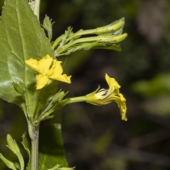 Goodenia ovata at Nadgee, NSW - 25 Sep 2022