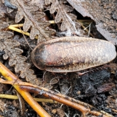 Molytria perplexa (Bark Cockroach) at Mares Forest National Park - 31 May 2023 by trevorpreston