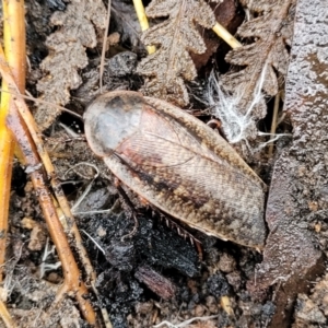 Molytria perplexa at Wombeyan Caves, NSW - 31 May 2023