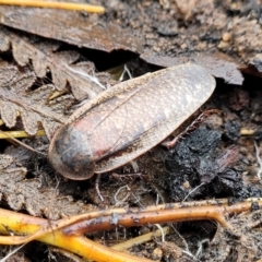 Molytria perplexa at Wombeyan Caves, NSW - 31 May 2023