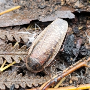 Molytria perplexa at Wombeyan Caves, NSW - 31 May 2023