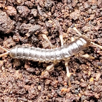 Unidentified Insect at Wombeyan Caves, NSW - 31 May 2023 by trevorpreston