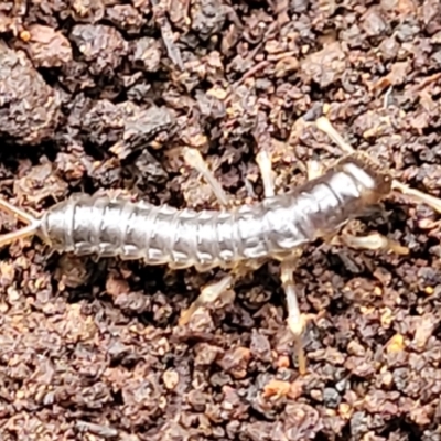 Unidentified Insect at Mares Forest National Park - 31 May 2023 by trevorpreston