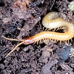 Geophilomorpha sp. (order) (Earth or soil centipede) at Wombeyan Caves, NSW - 31 May 2023 by trevorpreston