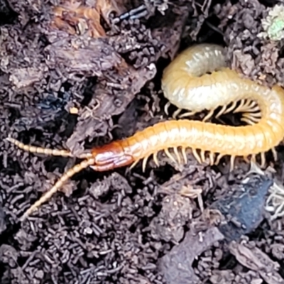 Geophilomorpha sp. (order) (Earth or soil centipede) at Mares Forest National Park - 31 May 2023 by trevorpreston