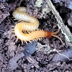 Geophilomorpha sp. (order) at Wombeyan Caves, NSW - 31 May 2023