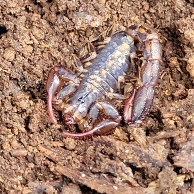 Cercophonius squama (Wood Scorpion) at Mares Forest National Park - 31 May 2023 by trevorpreston