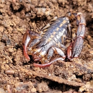 Cercophonius squama at Wombeyan Caves, NSW - 31 May 2023 12:18 PM