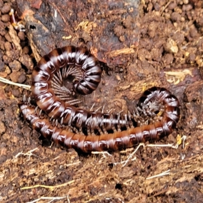 Paradoxosomatidae sp. (family) (Millipede) at Mares Forest National Park - 31 May 2023 by trevorpreston