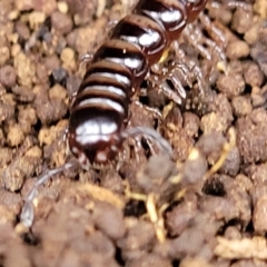 Paradoxosomatidae sp. (family) at Wombeyan Caves, NSW - 31 May 2023