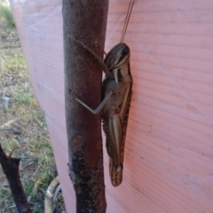 Austracris guttulosa (Spur-throated Locust) at Yarralumla, ACT - 30 May 2023 by AndyRussell