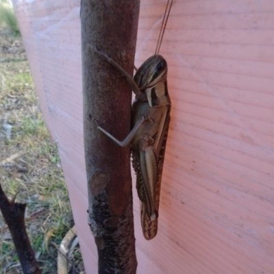 Austracris guttulosa (Spur-throated Locust) at Sth Tablelands Ecosystem Park - 30 May 2023 by AndyRussell