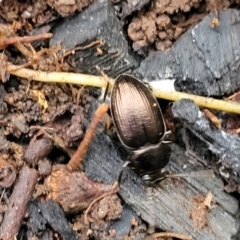 Adelium sp. (genus) (Adelium darkling beetle) at Mares Forest National Park - 31 May 2023 by trevorpreston