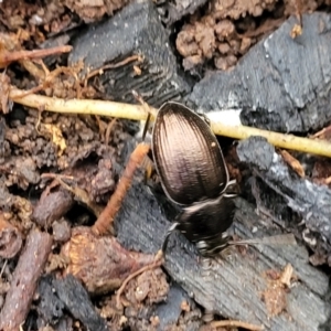 Adelium sp. (genus) at Wombeyan Caves, NSW - 31 May 2023