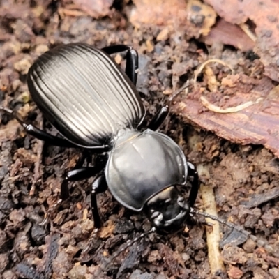 Cardiothorax sp. (genus) (Darkling Beetle) at Mares Forest National Park - 31 May 2023 by trevorpreston