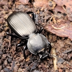 Unidentified Darkling beetle (Tenebrionidae) at Wombeyan Caves, NSW - 31 May 2023 by trevorpreston
