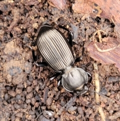 Cardiothorax sp. (genus) at Wombeyan Caves, NSW - 31 May 2023