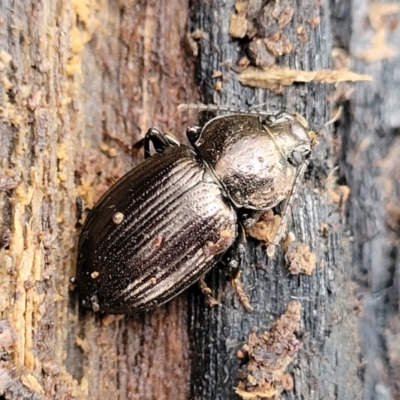 Adelium sp. (genus) (Adelium darkling beetle) at Mares Forest National Park - 31 May 2023 by trevorpreston
