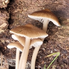 Mycena sp. (genus) (Mycena) at Wombeyan Caves, NSW - 31 May 2023 by trevorpreston
