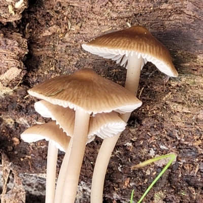 Mycena sp. (Mycena) at Mares Forest National Park - 31 May 2023 by trevorpreston