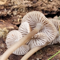 Mycena sp. at Wombeyan Caves, NSW - 31 May 2023